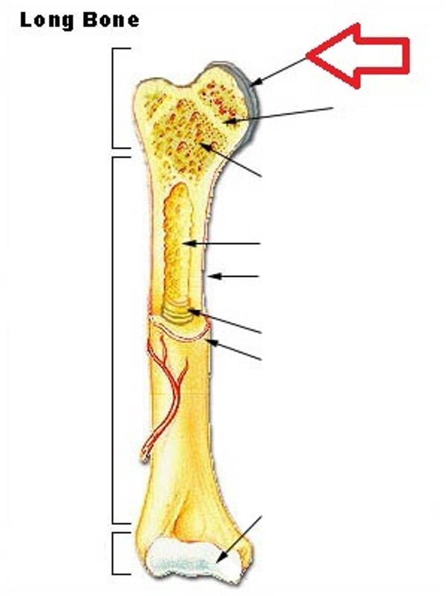 <p>covers the surfaces of bones where they come together to form joints</p>