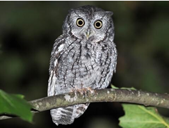 <p>What Bird Species is this?</p>