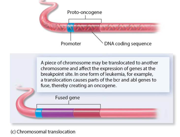 <p>Two chromosomes break and switch ends, which can create chimeric genes. These chimeric genes are often misrepaired due to improper reattachment.</p>