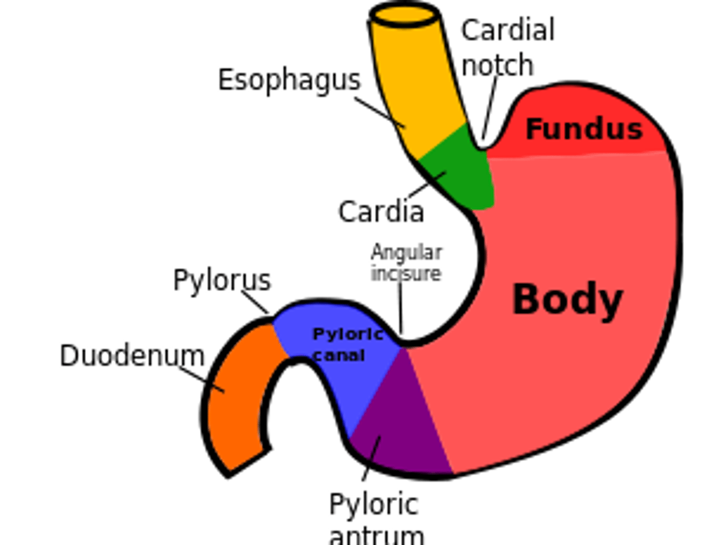 <p>cardia - stomach/esophagus connection</p><p>fundus - most superior part of stomach, deviates left, expands superiorly into the gastrophrenic recess when there is a high volume of food</p><p>body - majority of the stomach, contains greater and lesser curvatures</p><p>pylorus - funnel to duodenum (contains antrum, canal, sphincter, and orifice)</p>