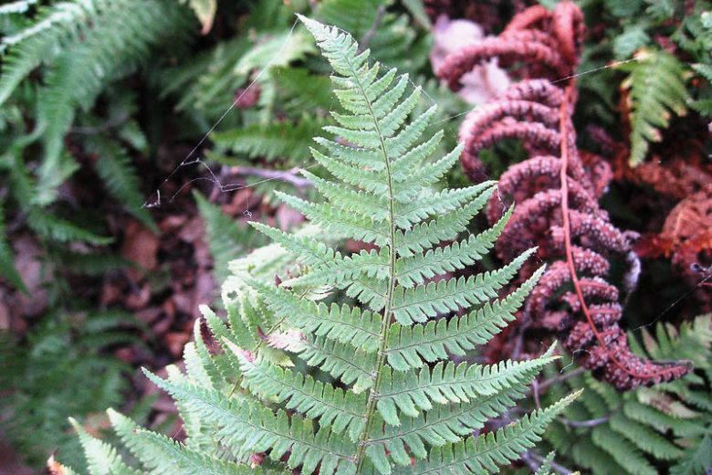 <p>The scientific name for coastal wood fern is __________.</p>