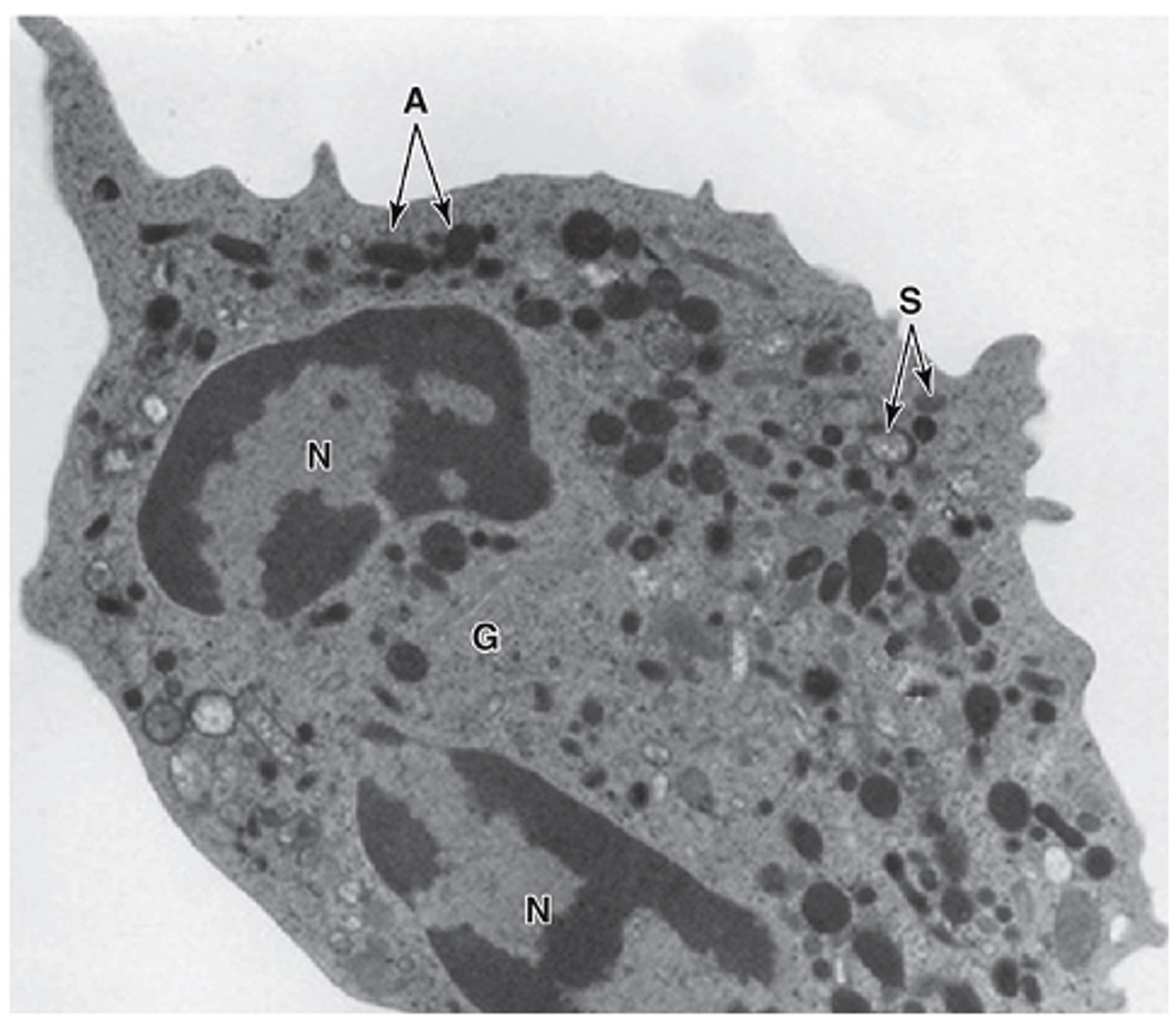 <p>What are the characteristics and function of azurophilic granules?</p>
