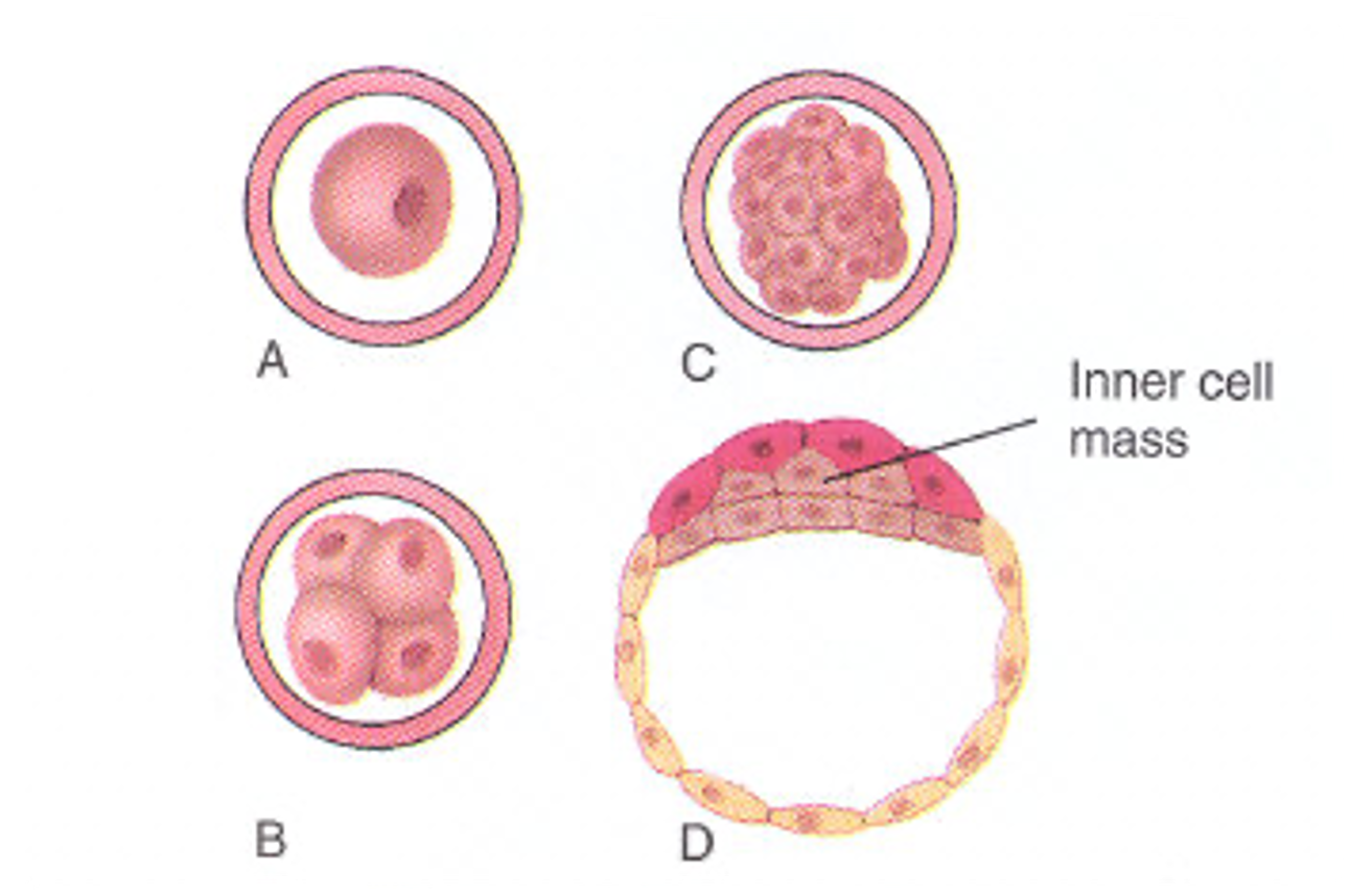 <ul><li><p>conception to second week</p></li><li><p>after sperm and egg join and egg is fertilized</p></li></ul><p></p>