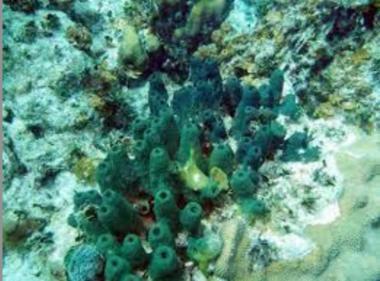<p>What type of sea sponge is this</p>