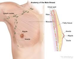 <p>breast </p>