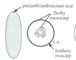 <p>fleshy mesocarp and leathery exocarp</p>