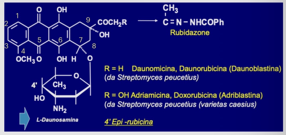 <ul><li><p><strong><u>anello A → D</u></strong></p><ul><li><p>tetracicline aromatiche</p><ul><li><p>necessario x intercalazione nel DNA</p><ul><li><p>anello A → topoisomerasi 2</p></li><li><p>anello B,C,D + zucchero → intercalano DNA</p></li></ul></li></ul></li></ul></li><li><p><strong><u>zucchero amminico</u></strong></p><ul><li><p>L-daunosamina</p></li><li><p>P7</p><ul><li><p>essenziale legame con DNA</p></li></ul></li><li><p>R variabili</p><ul><li><p>C4</p><ul><li><p>modificazione gruppo metossi (OCH3)</p><ul><li><p>aumento attività antitumorale</p></li></ul></li></ul></li><li><p>C9</p></li></ul></li></ul></li><li><p><strong><u>stereochimica</u></strong></p><ul><li><p>essenziale</p><ul><li><p>P7</p></li><li><p>P9</p></li></ul></li><li><p>non essenziale</p><ul><li><p>P4</p></li></ul></li></ul></li><li><p><strong><u>gruppo amminico</u></strong></p><ul><li><p>P3</p><ul><li><p>fondamentale interazione con i fosfati</p></li></ul></li></ul></li></ul><p></p>