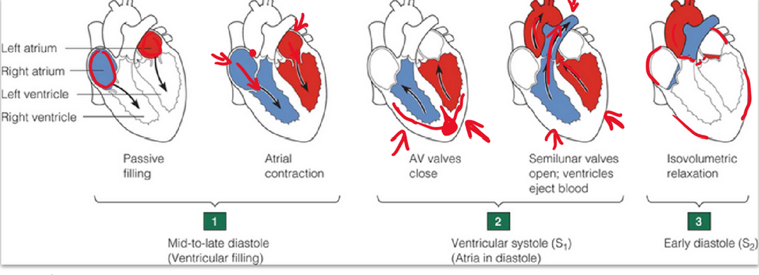 <p><span>1.</span><span style="font-family: "Times New Roman"; line-height: normal; font-size: 7pt;">&nbsp;&nbsp;&nbsp;&nbsp;&nbsp;&nbsp; </span>Heartbeat starts with an electrical signal from the SA node (sinoatrial node), also called the heart’s pacemaker</p><p class="MsoListParagraphCxSpMiddle"><span>2.</span><span style="font-family: "Times New Roman"; line-height: normal; font-size: 7pt;">&nbsp;&nbsp;&nbsp;&nbsp;&nbsp;&nbsp; </span>Signal spreads through the atria, causing them to contract</p><p class="MsoListParagraphCxSpLast"><span>3.</span><span style="font-family: "Times New Roman"; line-height: normal; font-size: 7pt;">&nbsp;&nbsp;&nbsp;&nbsp;&nbsp;&nbsp; </span>Passes to the AV node, down the Bundle of His, and into Purkinje fibres, which trigger the ventricles to contract</p>