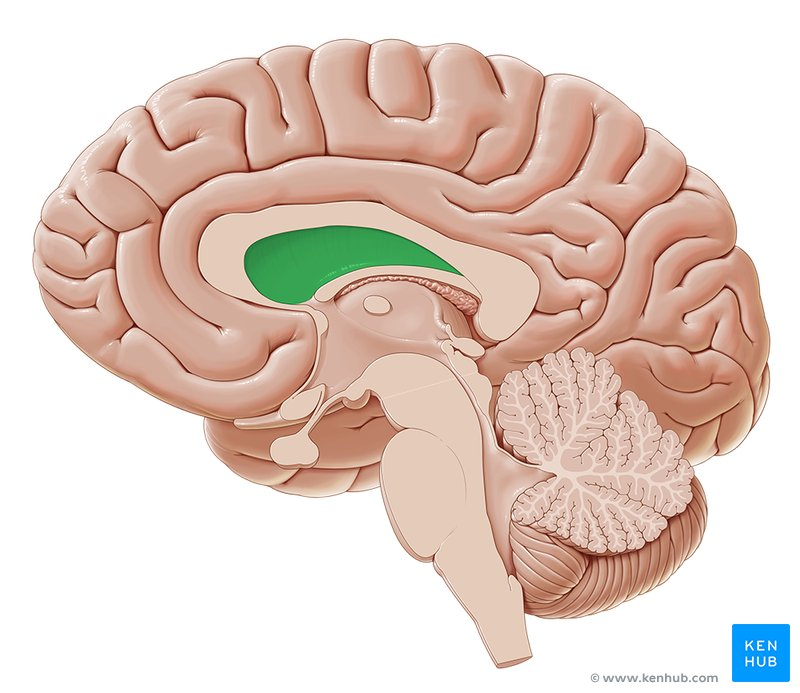 <p>thin tissue structure, between fornix and corpus callosum body</p>