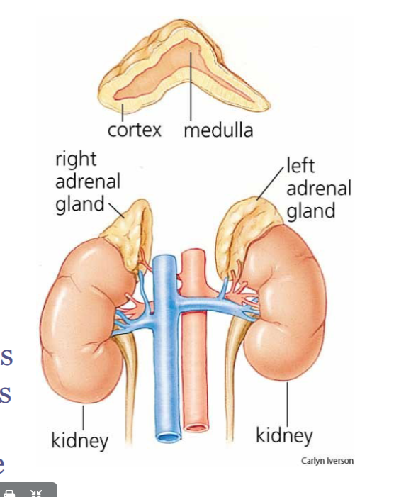 <ul><li><p>adrenal glands are located above the kidneys and have two distinct regions each:</p></li></ul><p></p><ol><li><p><strong>Adrenal cortex</strong></p></li></ol><ul><li><p>outer layer of adrenal glands</p></li><li><p>pure endocrine cells</p></li><li><p>secrete aldosterone and cortisol</p></li></ul><p></p><ol start="2"><li><p><strong>Adrenal medulla </strong></p></li></ol><ul><li><p>central region of adrenal glands</p></li><li><p>possess neurosecretory neurons </p></li><li><p>secrete epinephrine and norepinephrine</p></li></ul><p></p>
