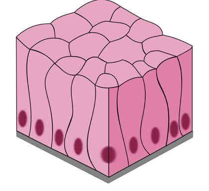 <p>-digestive tract </p><p>-microvilli</p>