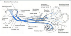 <p>Anterior/superior and horizontal SCC, utricle.</p>