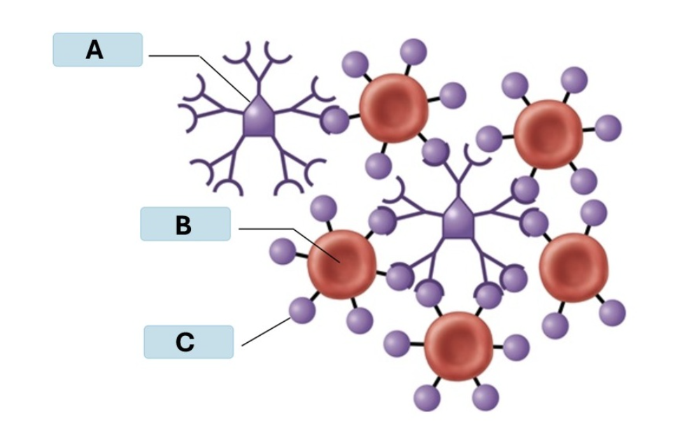 <p>name B</p>