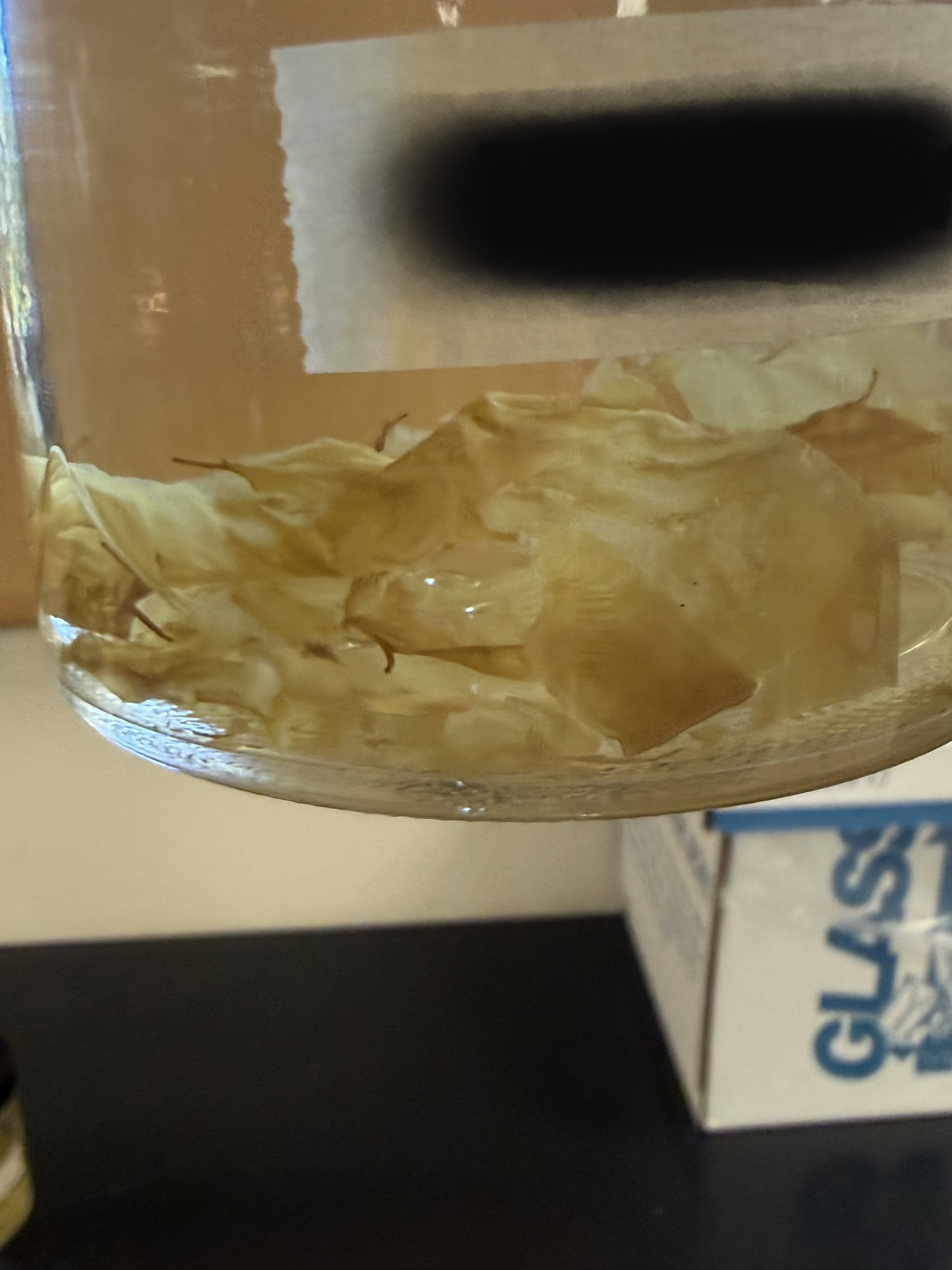 <ol><li><p>What is this?</p></li><li><p>What type of water is it found in?</p></li><li><p>Is it edible?</p></li><li><p>What can it accumulate?</p></li><li><p>Unicellular or multicellular?</p></li></ol><p></p>