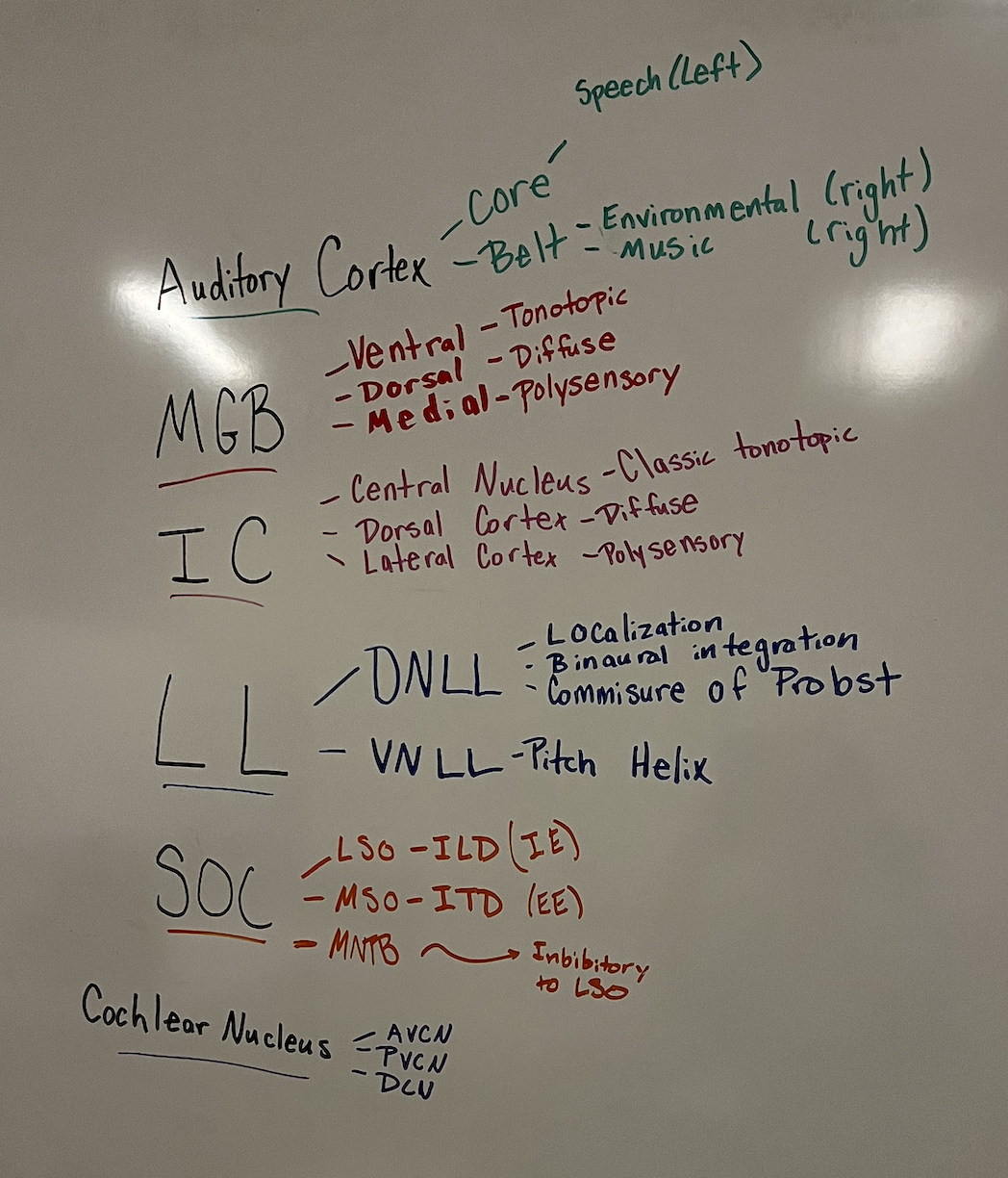 <ol><li><p>Cochlear nucleus. Decodes duration, intensity, and frequency.</p></li><li><p>Superior Olivary Complex. Fibers cross over; first stage of Binaural hearing.</p></li><li><p>Thalamus (MGB). Integration with motor.</p></li></ol><ul><li><p>Major Decussations in the ACNS: Ventral acoustic stria (primarily projects to SOC on both sides); Intermediate acoustic stria; Dorsal acoustic stria (mainly to contralateral LL and IC).</p></li></ul><p></p>
