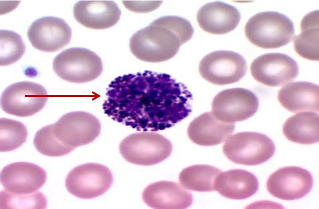 <p>Tế bào gì ?</p>