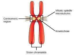 <p>-Two copies of a duplicated chromosome; therefore they are identical</p><p>-Only found when a cell is preparing to divide </p>