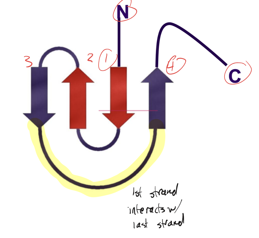 <p>A motif found in proteins that is comprised of an antiparallel beta sheet that is oriented such that the “first” strand to the left is connected to the “last” strand on the right</p>