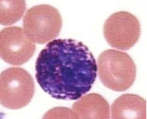 <p>Key Cells of the immune system: Basophils and Mast cells</p>