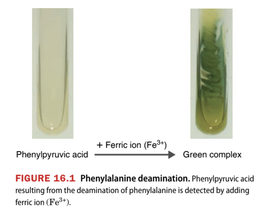 <p><span style="color: yellow;">Purpose</span></p><ul><li><p>Determines whether bacteria have the enzyme <strong>phenylalanine deaminase</strong>, which removes the amino group from the amino acid <strong>phenylalanine</strong>, converting it into phenylpyruvic acid<br><br></p></li></ul><p><span style="color: yellow;">Medium used</span></p><ul><li><p>Phenylalanine slant<br><br></p></li></ul><p><span style="color: yellow;">Results</span></p><ul><li><p><u>Positive result</u>: The bacteria have the enzyme and can break down phenylalanine into phenylpyruvic acid + ammonia</p><ul><li><p>When <strong>ferric acid</strong> is added → reacts with phenylpyruvic acid → forms a <strong>dark green </strong>color</p></li></ul></li></ul><p></p><ul><li><p><u>Negative result</u>: No enzyme present in the bacteria, and no color change (remains original color = yellow or brown)</p></li></ul><p></p>