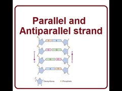 <p>DNA- antiparallel double helix in which two complementary strands with opposite directions twist around each other </p><p>mRNA- single stranded after being copied from DNA during transcription</p><p>miRNA- small RNA that can silence gene expression </p><p>rRNA- formed in nucleolus of cell and helps ribosomes translate mRNA</p><p>dsRNA- some viruses carry their code as double strand RNA</p><p>tRNA- small RNA that participates in protein synthesis</p>