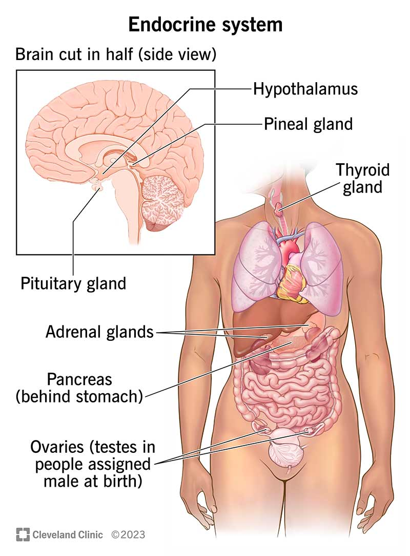 <p>Regulates body activities by releasing chemical messengers (hormones) into the blood</p>