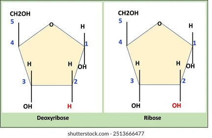 <p>Deoxyribose sugar (in DNA, <span data-name="muscle" data-type="emoji">💪</span>MORE STABLE<span data-name="muscle" data-type="emoji">💪</span>!!): contains a H atom at the<strong><em> </em></strong><span style="color: rgb(179, 181, 255);"><strong><em>carbon-2 position.</em></strong></span><strong><em> </em></strong></p><p>Ribose sugar (in RNA): contains an <mark data-color="#003a07" style="background-color: rgb(0, 58, 7); color: inherit;">—OH/hydroxyl group</mark> at carbon-2 instead. </p>