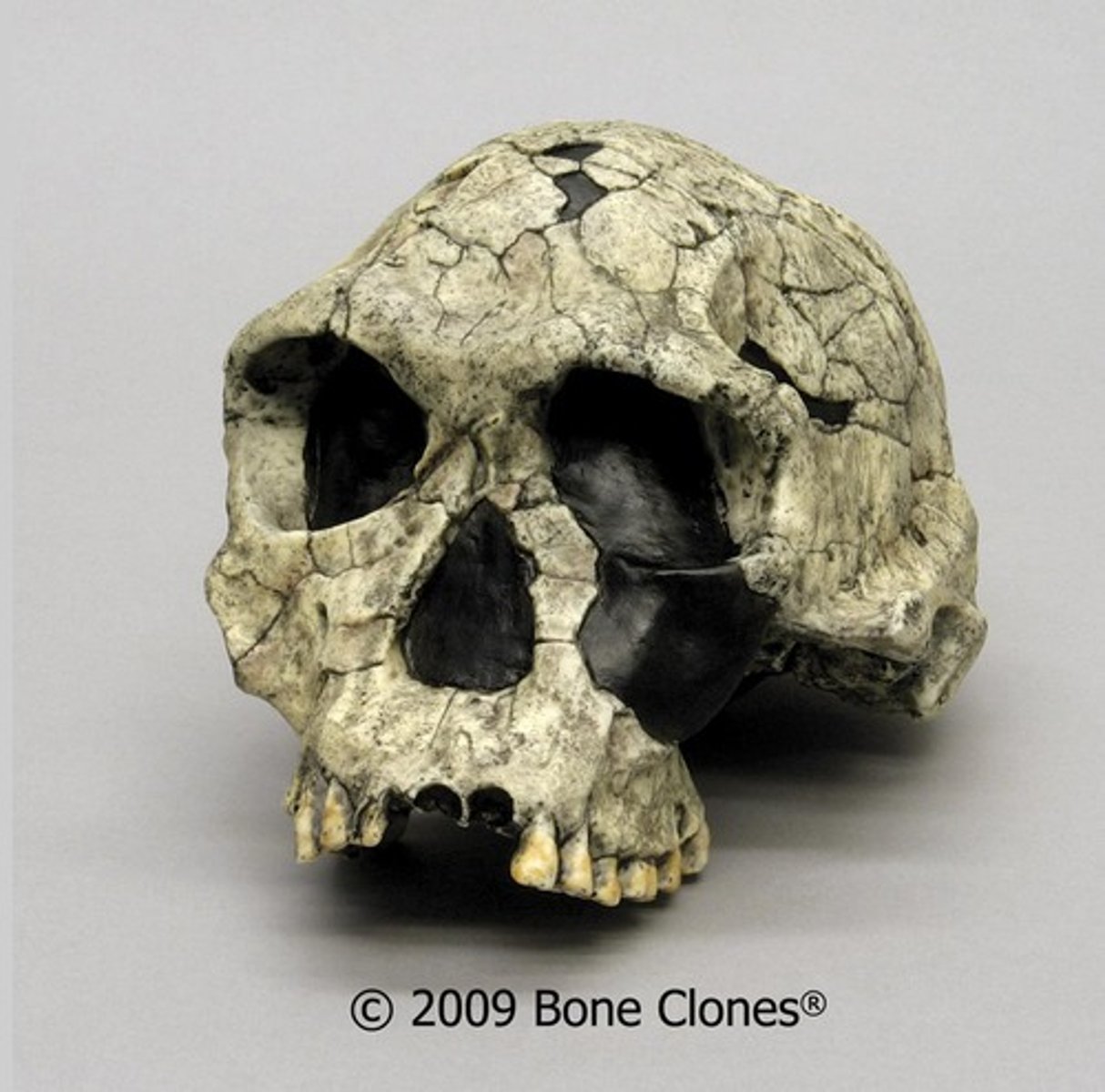 <p>2.4-1.5 mya first stone tool users (Oldowan), 500-800cc brain size, some indication of Broca's area development, small incisors and canines and small molars</p>