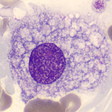<p>what cell is this?</p>