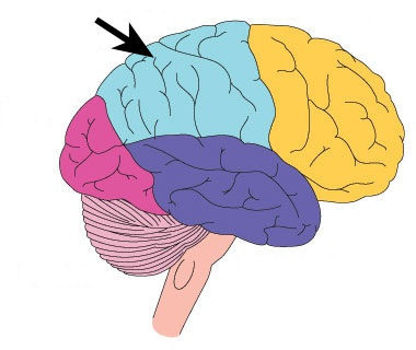 <p>portion of the cerebral cortex lying at the top of the head and toward the rear</p>