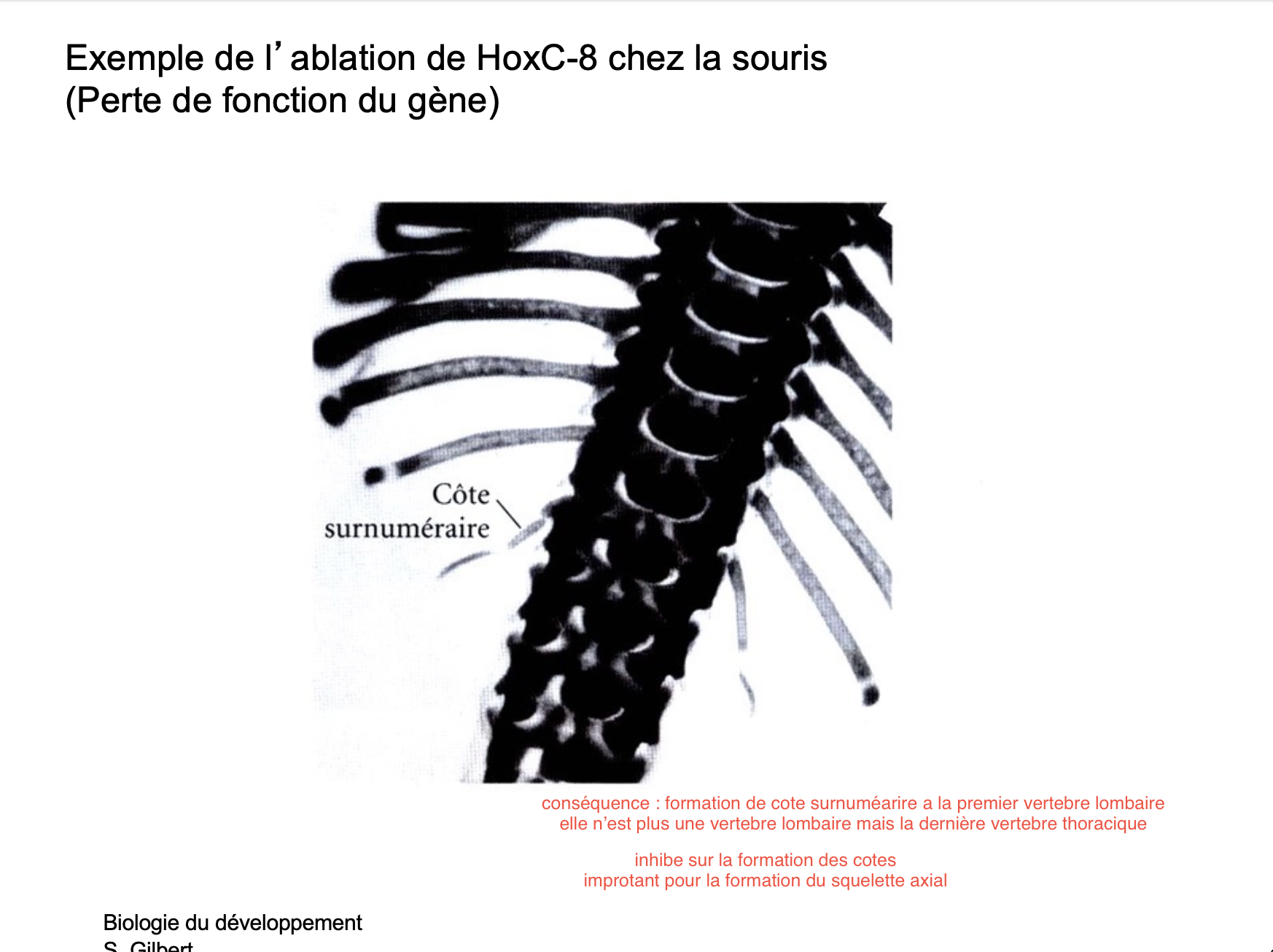 <p>Inhibe la formation des côtes dans les vertèbres lombaires </p>