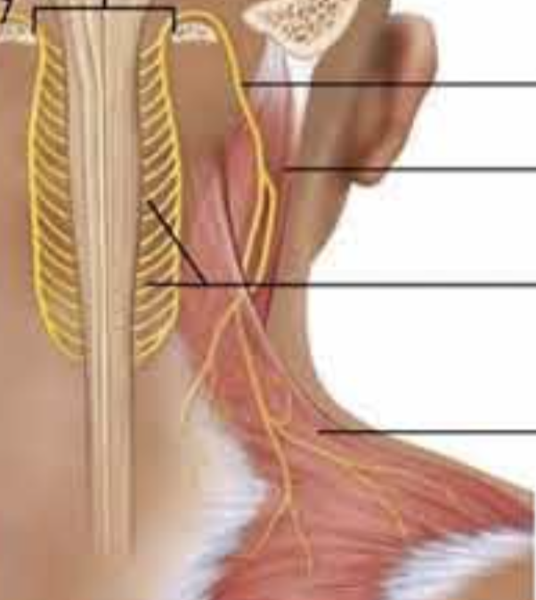 <p>Spinal Accessory Nerve</p>