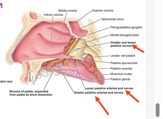 <ul><li><p>from maxillary artery</p></li><li><p><strong>greater and lesser palatine arteries</strong></p></li><li><p>enter thru corresponding greater and lesser palatine foramina</p></li></ul><p></p>