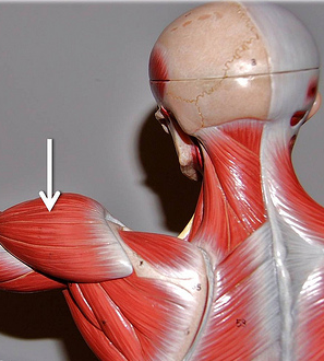 <p>Muscle,  Action. Perform the action on your own body</p>