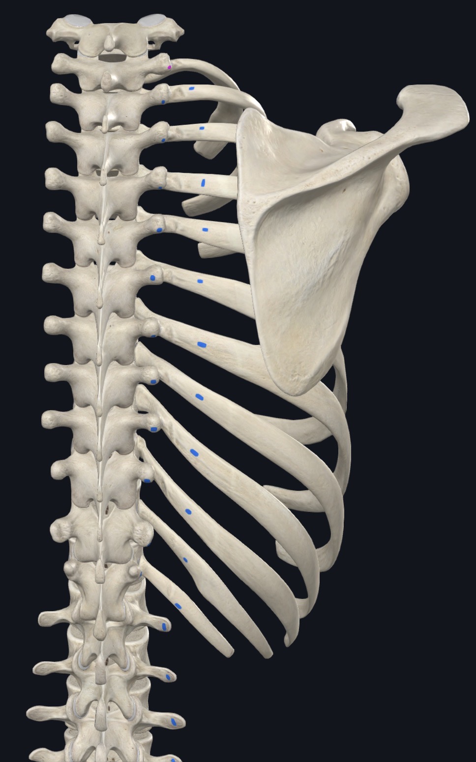 <p>TPs T1-T12, ribs 3-12 (between angle and tubercle)</p>