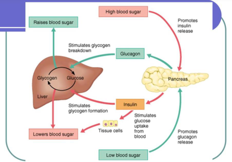 <p>know well</p><ol><li><p>High Blood Sugar</p><ol><li><p>promotes insulin release</p></li></ol></li><li><p></p></li></ol><p></p>