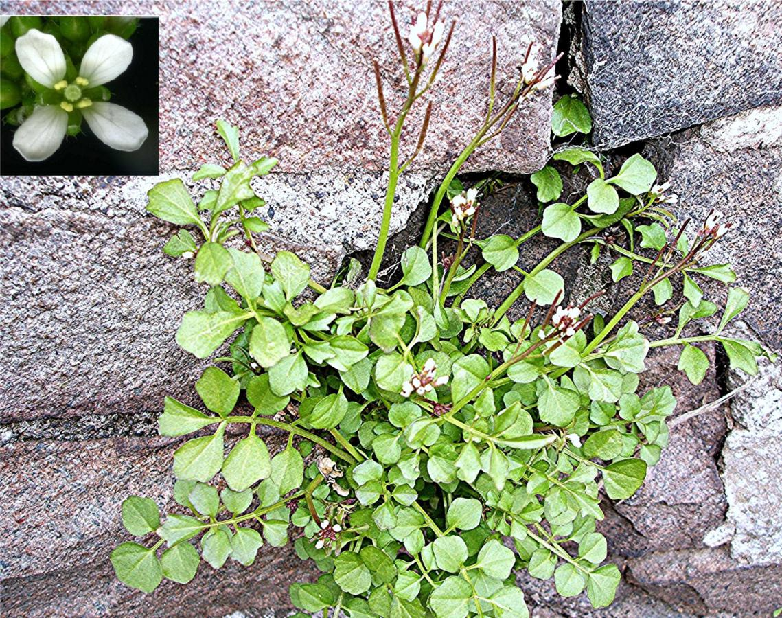 <p>Cardamime hirsuta</p>