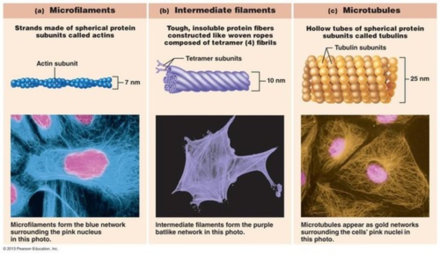 <p>Maintain cell shape.</p>