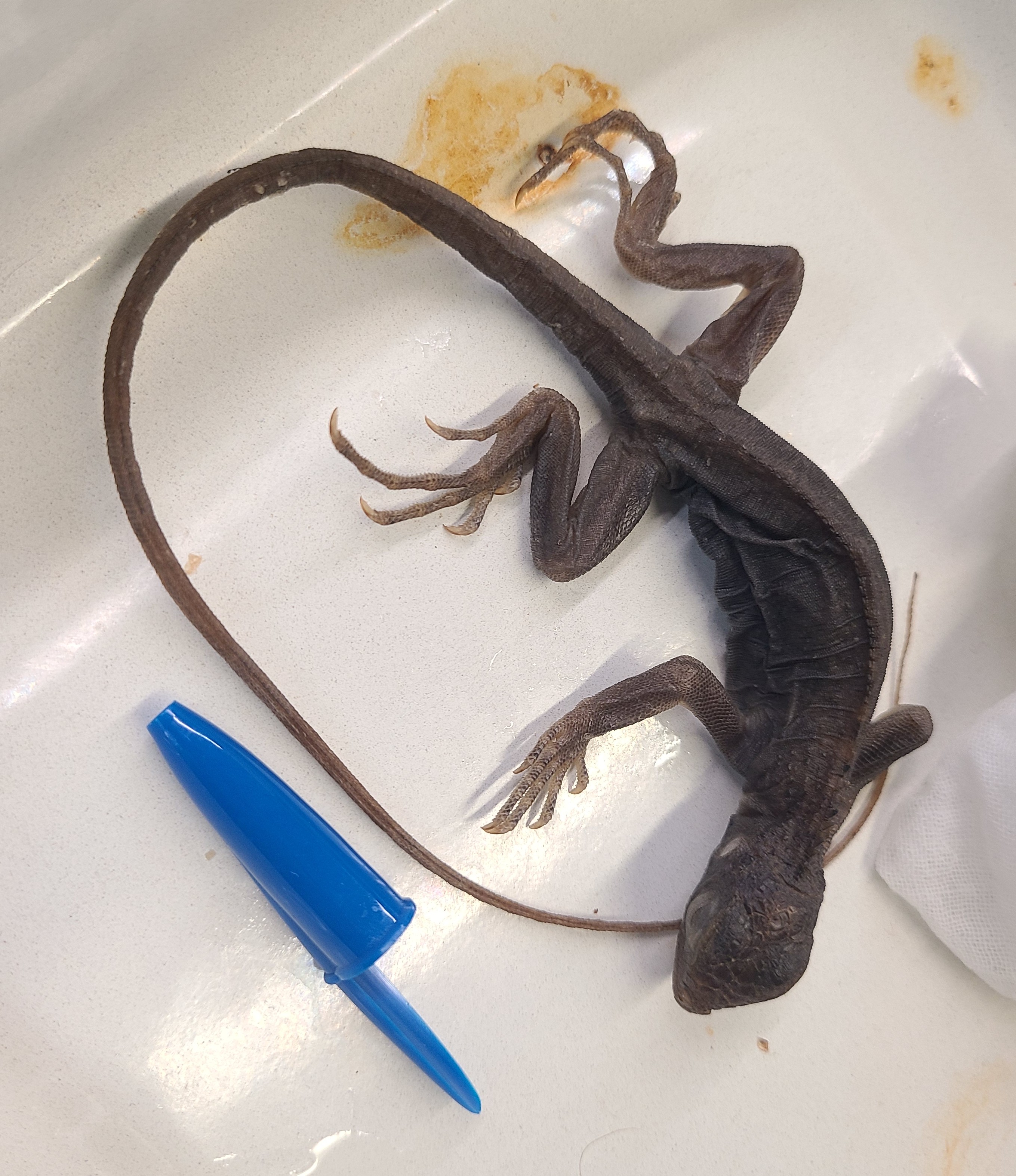 <p>Scientific name</p>