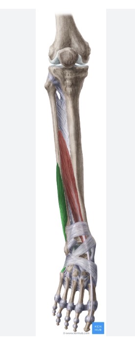 <p>Origin: distal two-thirds of the fibula</p><p>Insertion: lateral side of the fifth metatarsal</p><p>Action: plantar flexes and everts the foot</p><p>Nerve root: superficial peroneal nerve (L4, L5, S1)</p>