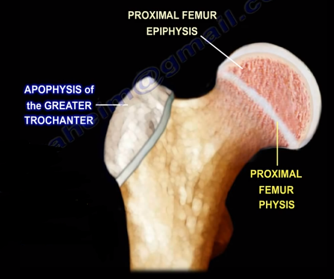 <p>Apophyses</p>