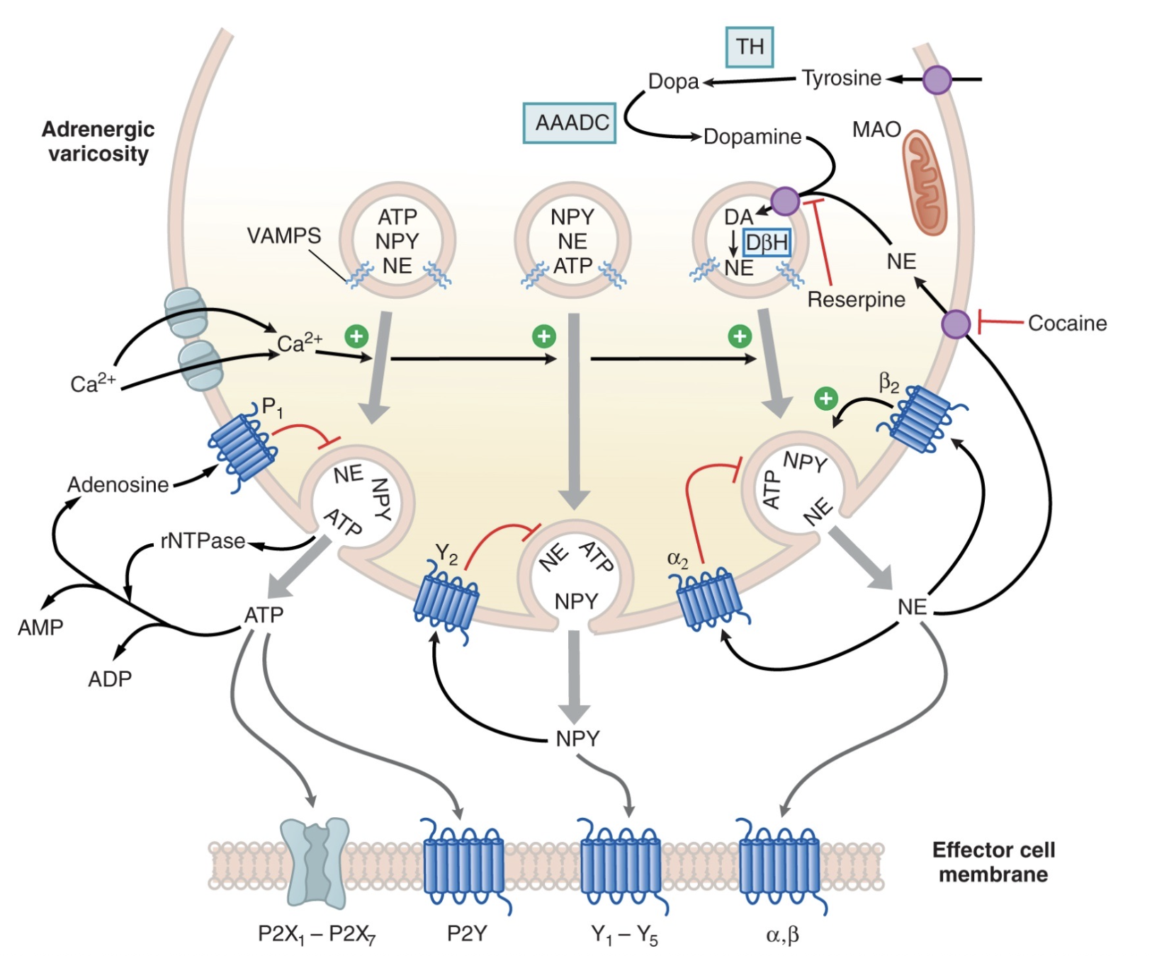 <ol><li><p>tyrosine enters nerve terminal </p></li><li><p>tyrosine hydroxylase converts tyrosine to DOPA</p></li><li><p>aromatic L-amino acid decarboxylase (AAADC) converts DOPA to dopamine</p></li><li><p>dopamine enters vesicle</p></li><li><p>dopamine-β-hydroxylase (DβH) converts dopamine to norepinephrine </p><ul><li><p>reserpine → inhibits dopamine uptake into vesicle</p></li></ul></li><li><p>NE released into nerve terminal with nerve stimulation </p></li><li><p>NE acts on ⍺ and β receptors on effector cell</p></li><li><p>OR NE can act on ⍺<sub>2</sub> and β<sub>2 </sub>receptors on the nerve itself presynaptically</p><ul><li><p>⍺<sub>2</sub> → autoreceptor that inhibits further NE release </p></li><li><p>β<sub>2</sub> → heteroreceptor that stimulates NE release</p><ul><li><p>NE is a weak β<sub>2 </sub>agonist; epinephrine can also stimulate β<sub>2</sub> receptor</p></li></ul></li></ul></li><li><p>OR NE can be taken back up by NET</p><ul><li><p>80-90% of NE is reclaimed by adrenergic nerve terminal</p></li><li><p>cocaine → indirect adrenergic agent that inhibits NET to block NE uptake, allowing more NE to be taken up by ⍺ and β receptors </p></li></ul></li></ol><p></p>