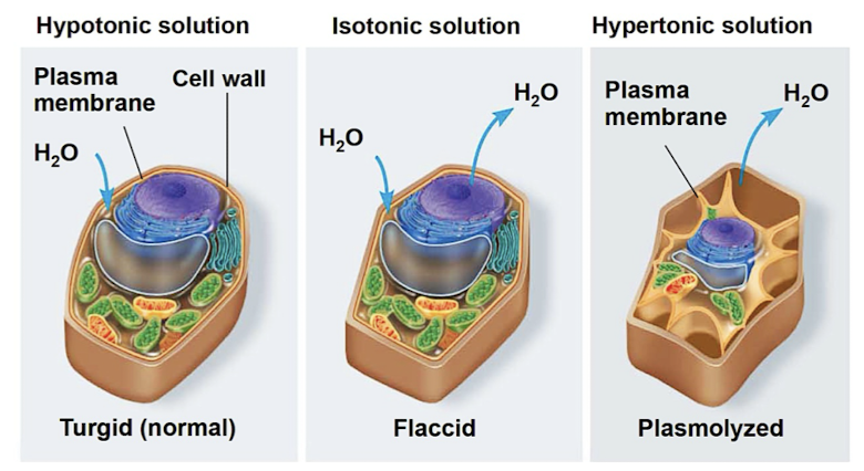 <ul><li><p>rigid cell walls (cellulose) helps maintain water balance</p></li><li><p>turgid (normal/very firm, hypotonic)</p></li><li><p>flaccid (limp, isotonic)</p></li><li><p>plasmolysis (lethal, hypertonic)</p></li></ul><p></p>