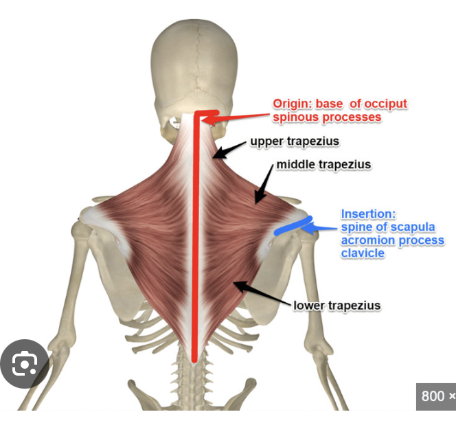 <p>Trapezius Muscle Action:&nbsp;</p><ol><li><p>Upper fiber: elevate scapula&nbsp;shrugging</p></li><li><p>Middle fiber: _____ scapula </p></li><li><p>Lower fiber: depress scapula</p></li></ol><p></p>