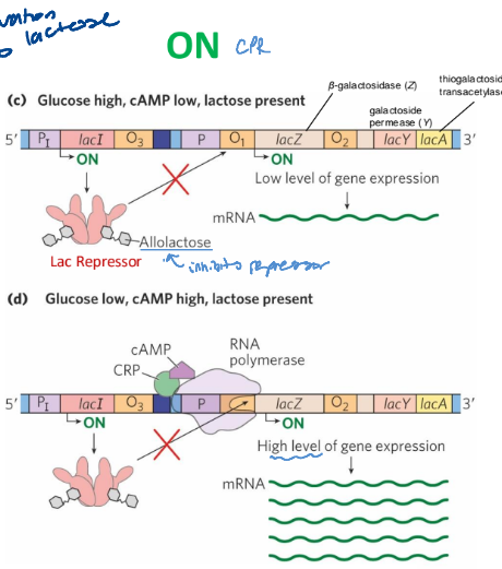 <p>a. glucose high, cAMP low, lactose present</p><p>b. Glucose low, cAMP high, lactose present </p>