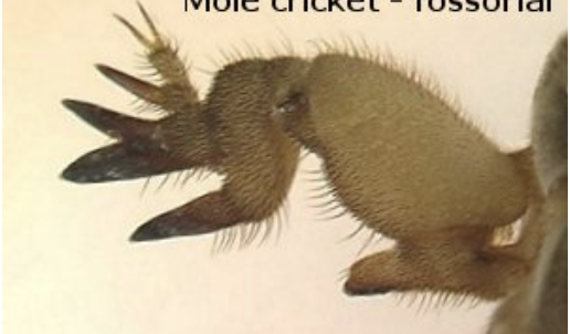 <p>Fossorial </p>