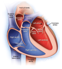 <p>FALSE- ventricular walls are ticker than atrial walls</p>