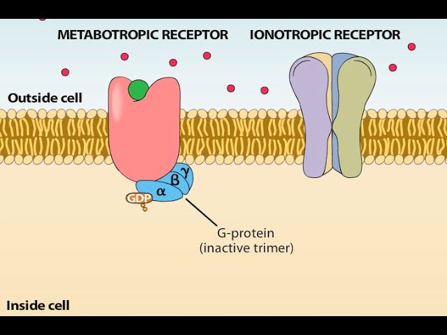 <p><strong>ionotropic</strong> - ligand-gated ion channels made up of multiple protein subunits (typically three to five) that form a central pore</p><p></p><p><strong>metabotropic (G-protein-coupled receptors)</strong> - single-unit, membrane-bound proteins that do not contain an ion pore</p>