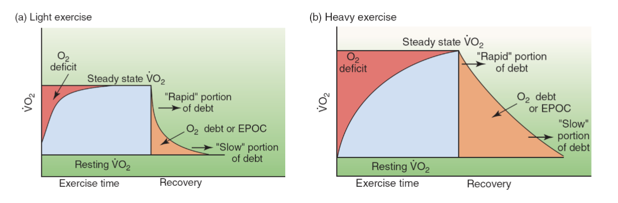 <p>Higher exercise intensity → greater and longer EPOC</p><p>Why?</p><ul><li><p>Higher body temperature</p></li><li><p>Greater phosphocreatine (PCr) depletion</p></li><li><p>Greater blood lactate accumulation</p></li></ul><p>Key idea: High-intensity exercise creates greater recovery demands → more post-exercise O₂ consumption.</p>