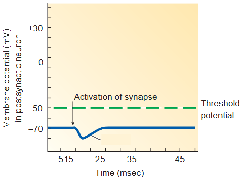 <ul><li><p><span style="background-color: transparent;">Most common inhibitory neurotransmitters are <em>gamma-amino butyric acid (GABA)</em> and <em>glycine (Gly)</em></span></p></li><li><p><span style="background-color: transparent;"><em>H</em>yperpolarizing potential that brings <strong><em>mV</em></strong> away from threshold for generation of an action potential</span></p></li></ul><p></p>
